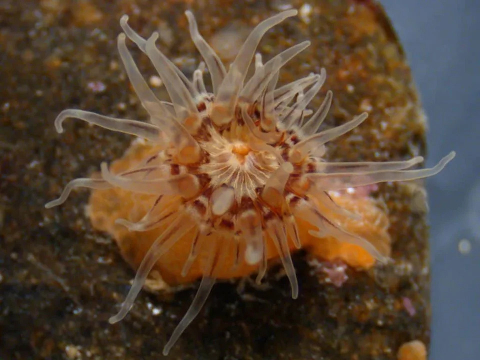 From Feathered Dinosaurs to Tiny Bees: 10 Fascinating New Species Described in 2025