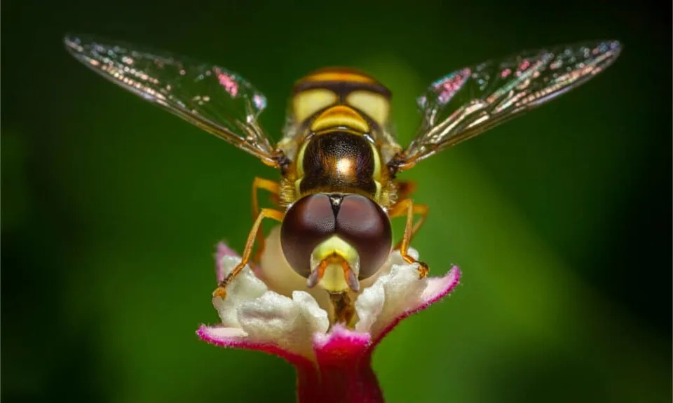 From Feathered Dinosaurs to Tiny Bees: 10 Fascinating New Species Described in 2025