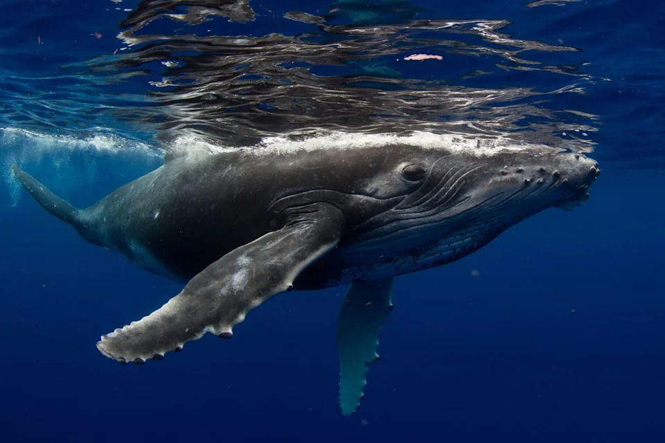 Whales Shift From Krill To Fish and Partition Food as Climate Change Alters Ocean Prey