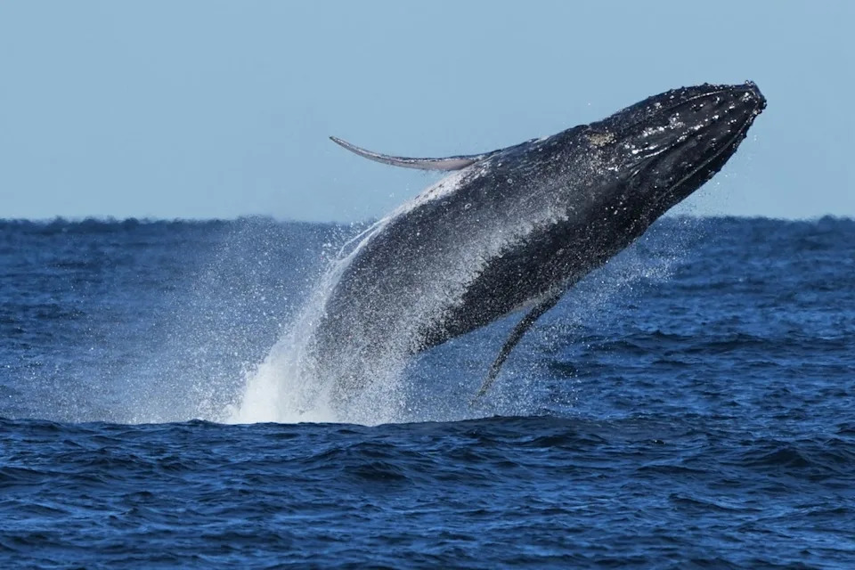 Whales Shift From Krill To Fish and Partition Food as Climate Change Alters Ocean Prey