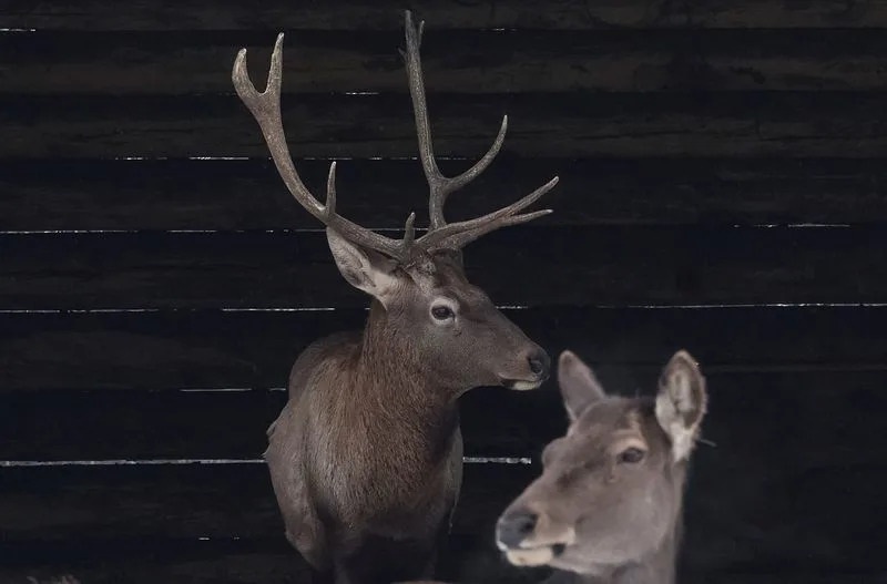 Kyiv Zoo Battles to Keep Animals Warm as Power Cuts Bite Amid Winter Attacks