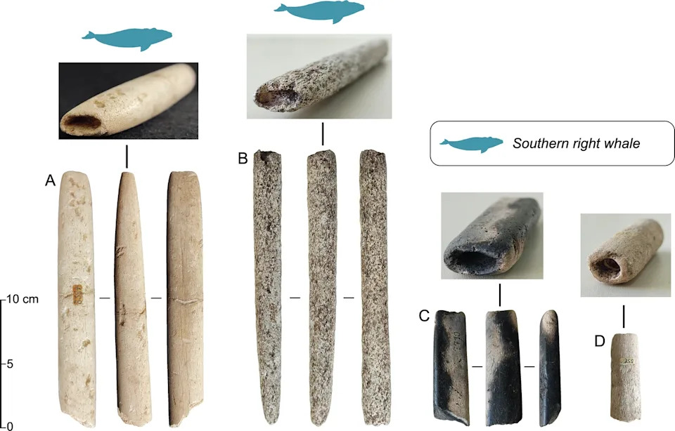 Ancient Bone Harpoons Reveal Sambaqui Communities in Brazil Hunted Whales About 5,000 Years Ago