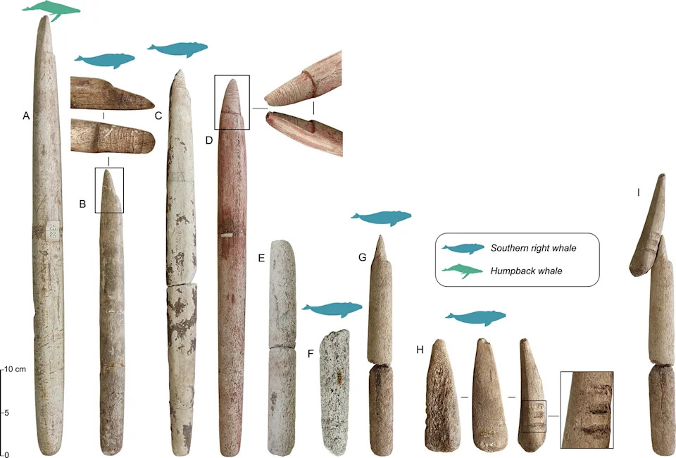 Ancient Bone Harpoons Reveal Sambaqui Communities in Brazil Hunted Whales About 5,000 Years Ago