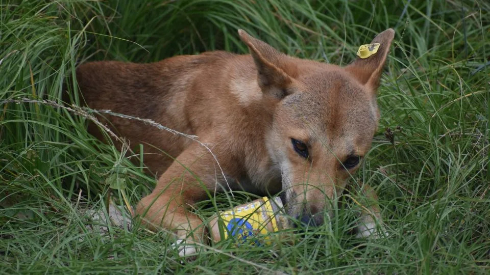 Teen Found Dead on K’gari: Dingo Bites and Drowning Deepen Safety and Conservation Debate