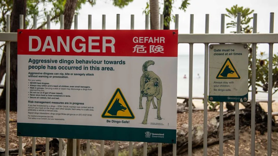 Teen Found Dead on K’gari: Dingo Bites and Drowning Deepen Safety and Conservation Debate