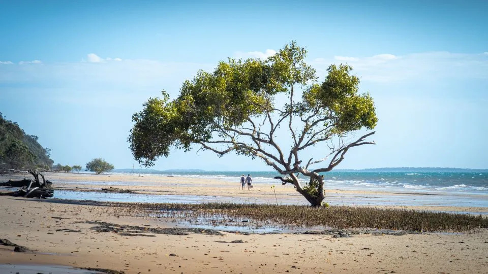Teen Found Dead on K’gari: Dingo Bites and Drowning Deepen Safety and Conservation Debate