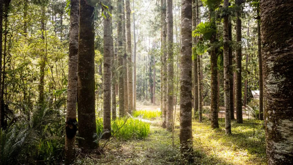 Teen Found Dead on K’gari: Dingo Bites and Drowning Deepen Safety and Conservation Debate