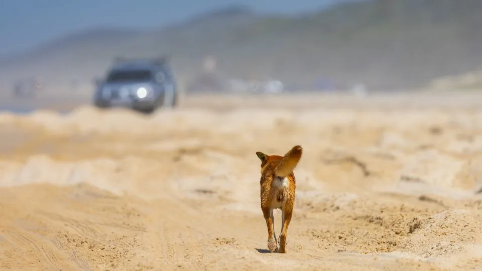 Teen Found Dead on K’gari: Dingo Bites and Drowning Deepen Safety and Conservation Debate
