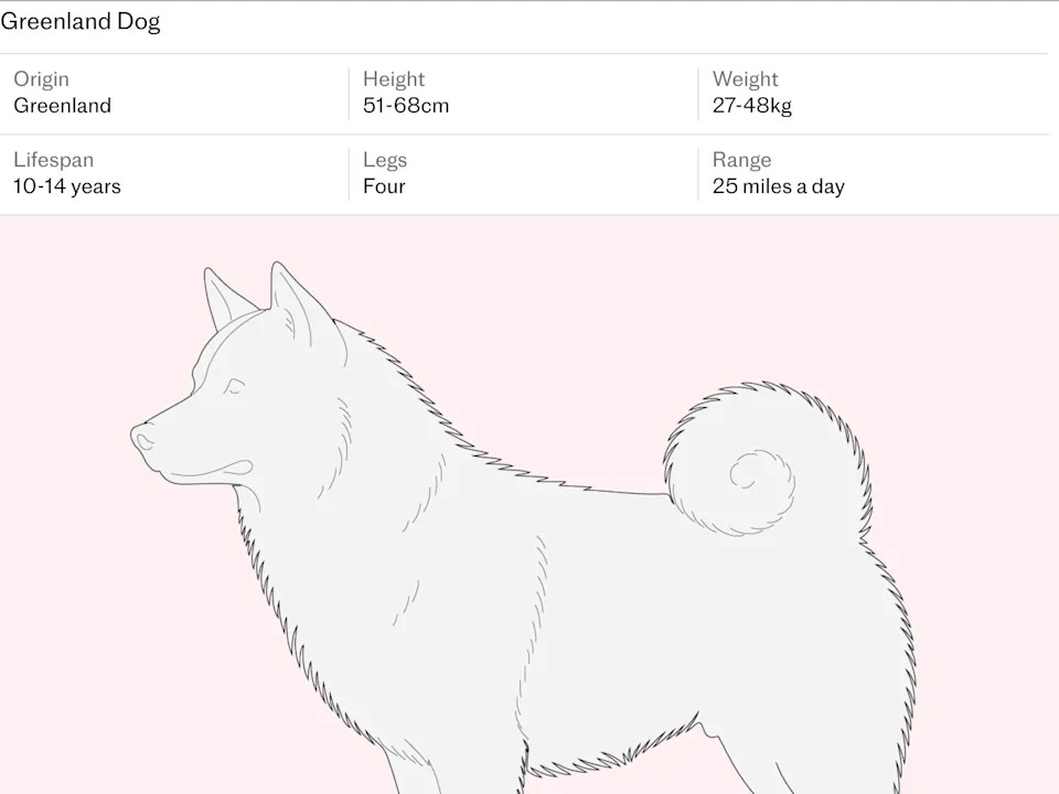 The Sirius Dog-Sled Patrol: Denmark’s Elite Arctic Recon Unit Protecting Greenland