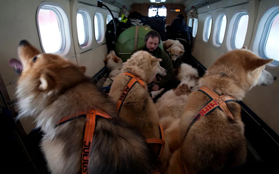 The Sirius Dog-Sled Patrol: Denmark’s Elite Arctic Recon Unit Protecting Greenland