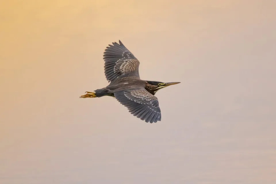 Radar Reveals the Sky as a 'Living Habitat' — What This Means for Birds, Bats and Conservation