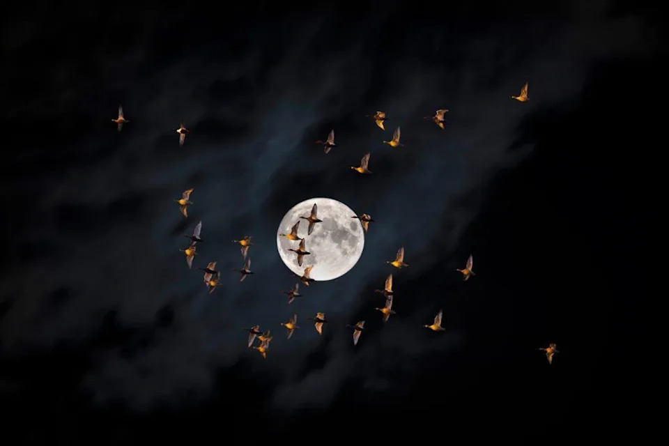 Radar Reveals the Sky as a 'Living Habitat' — What This Means for Birds, Bats and Conservation