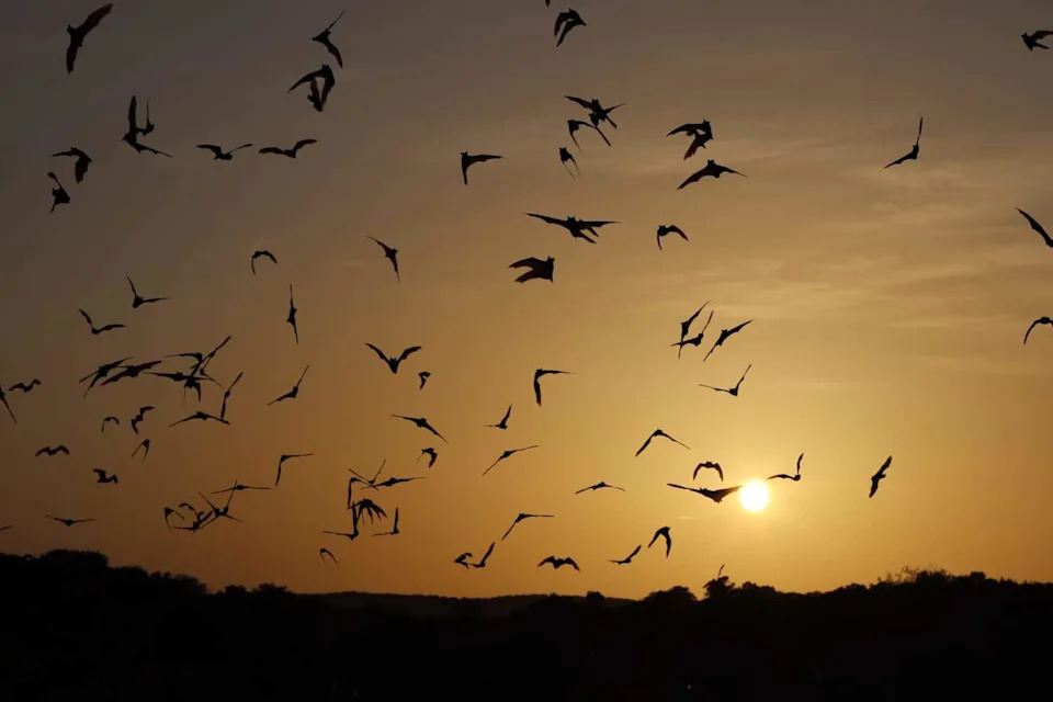 Radar Reveals the Sky as a 'Living Habitat' — What This Means for Birds, Bats and Conservation