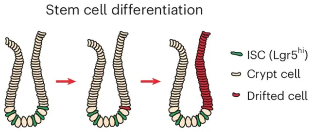 Hidden Epigenetic Warning in Gut Stem Cells Could Explain Rising Colorectal Cancer Risk With Age