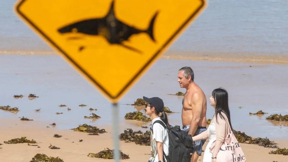 Four Shark Attacks Close Dozens of NSW Beaches After Heavy Rain — 12-Year-Old Killed