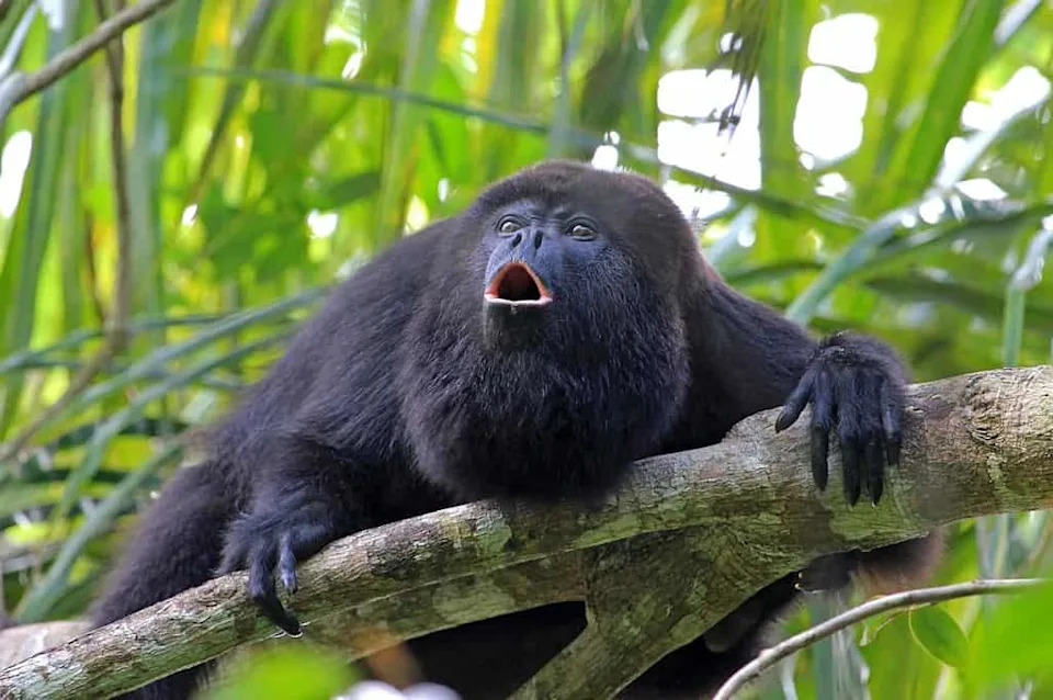 Tiny but Mighty: How Howler Monkeys Trade Loud Calls for Smaller Testes
