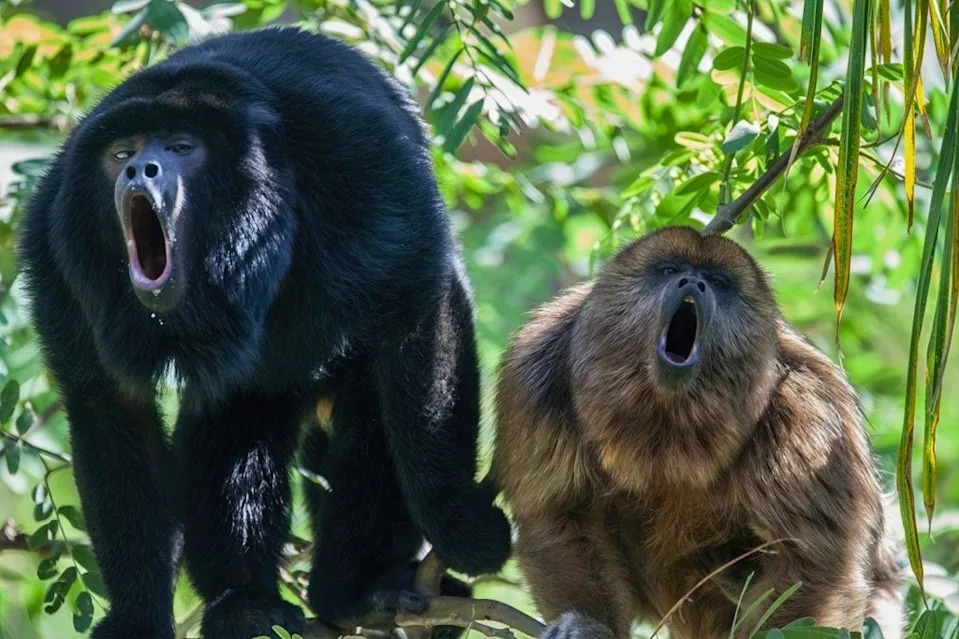 Tiny but Mighty: How Howler Monkeys Trade Loud Calls for Smaller Testes