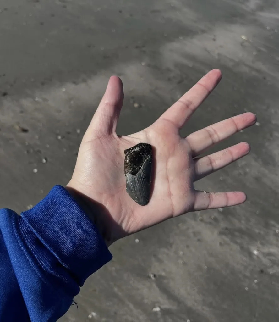 Giant Shark Origins Pushed Back 15 Million Years — Darwin Formation Vertebrae Rewrite Lamniform Evolution