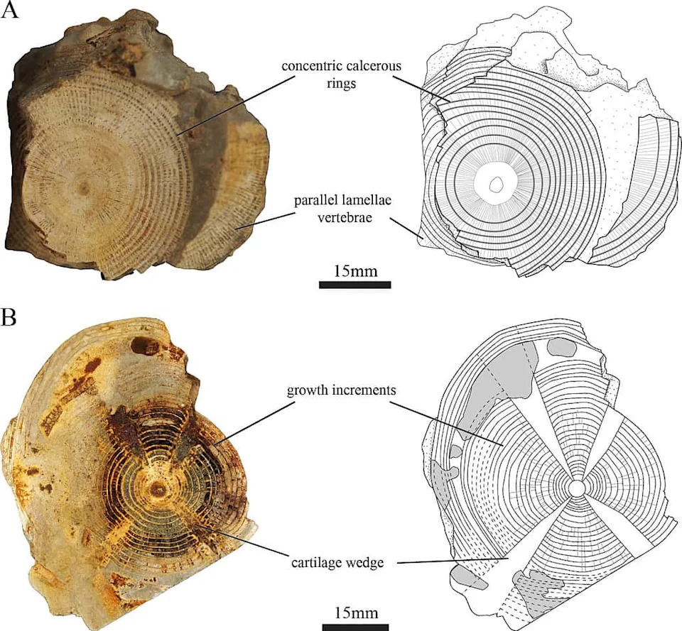 Giant Shark Origins Pushed Back 15 Million Years — Darwin Formation Vertebrae Rewrite Lamniform Evolution