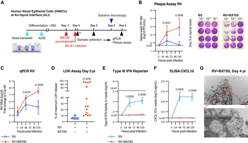 Why Some Colds Knock You Down: Your Nasal Lining's Early Interferon Alarm Matters