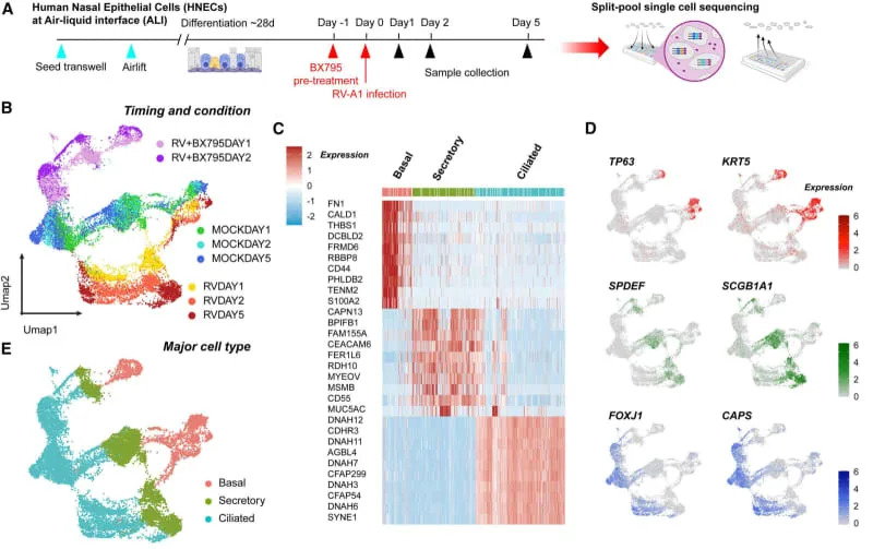 Why Some Colds Knock You Down: Your Nasal Lining's Early Interferon Alarm Matters