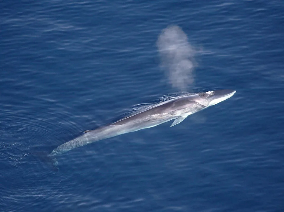 Drones Sniff Whale Breath to Detect Deadly Viruses — A Noninvasive Breakthrough
