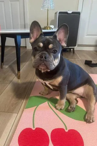 Man Rejects Plea, Heads To Jury Trial After Alleged Killing Of Stepdaughter’s French Bulldog