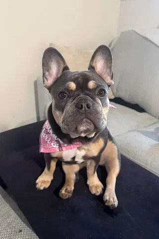 Man Rejects Plea, Heads To Jury Trial After Alleged Killing Of Stepdaughter’s French Bulldog