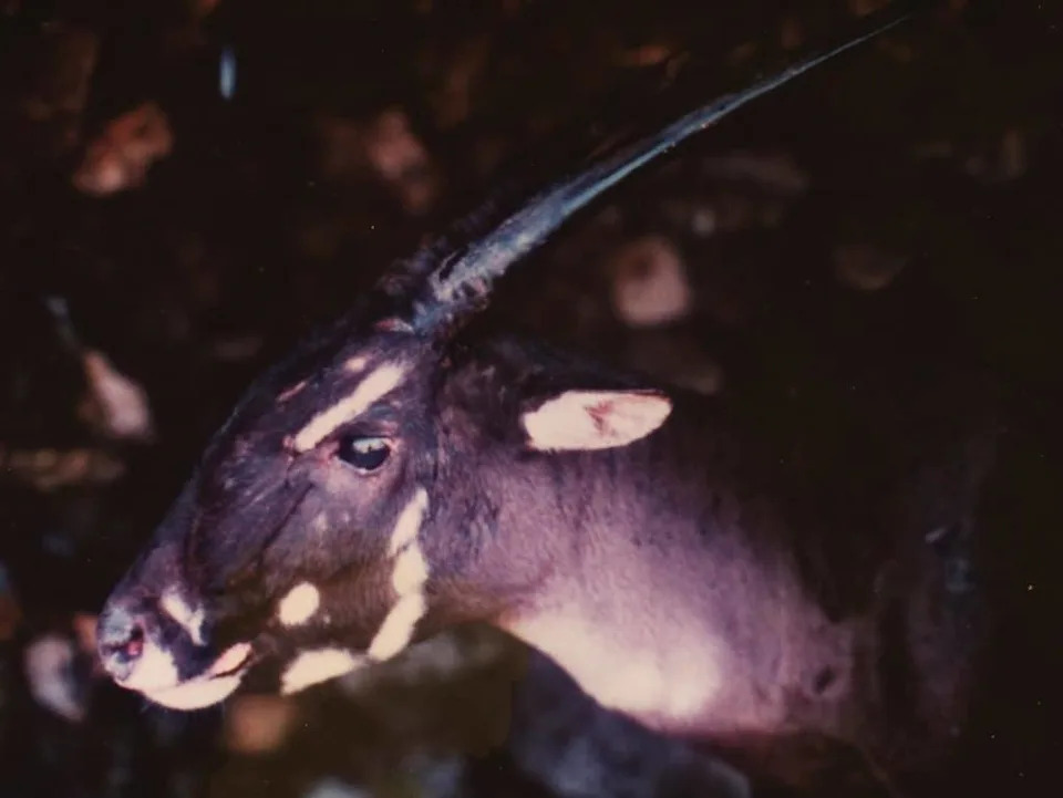 The Saola: Inside the Search for Asia’s Most Elusive Large Mammal