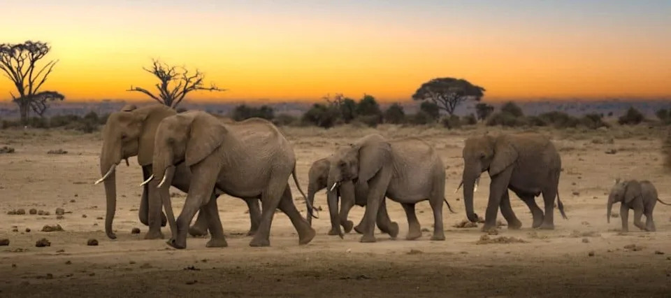 How Elephants 'Talk' Through the Ground: Seismic Signals and Foot Anatomy