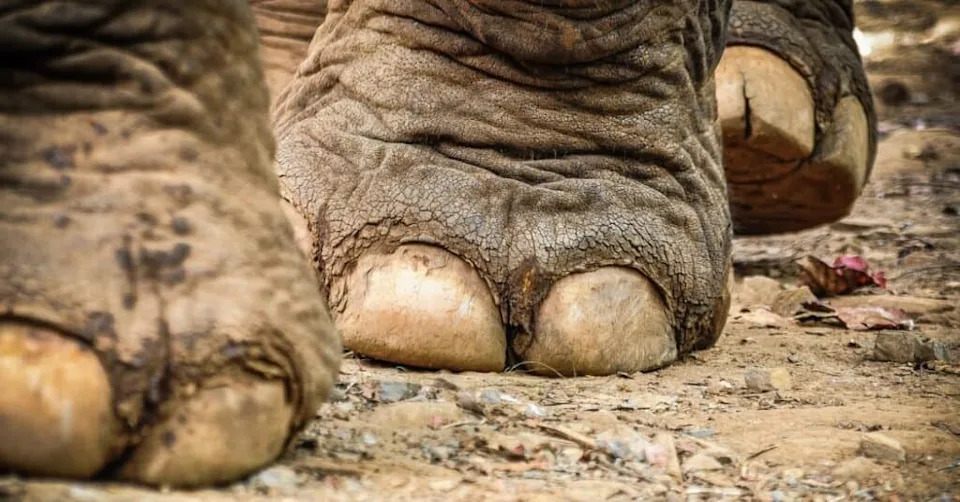 How Elephants 'Talk' Through the Ground: Seismic Signals and Foot Anatomy
