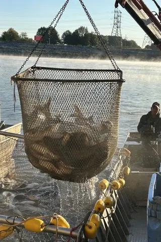 Kansas Biologists Remove Over 109,000 Pounds of Invasive Carp to Protect Kansas River