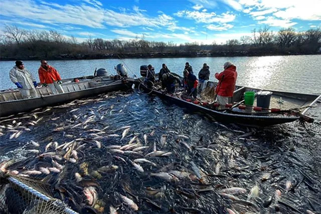 Kansas Biologists Remove Over 109,000 Pounds of Invasive Carp to Protect Kansas River
