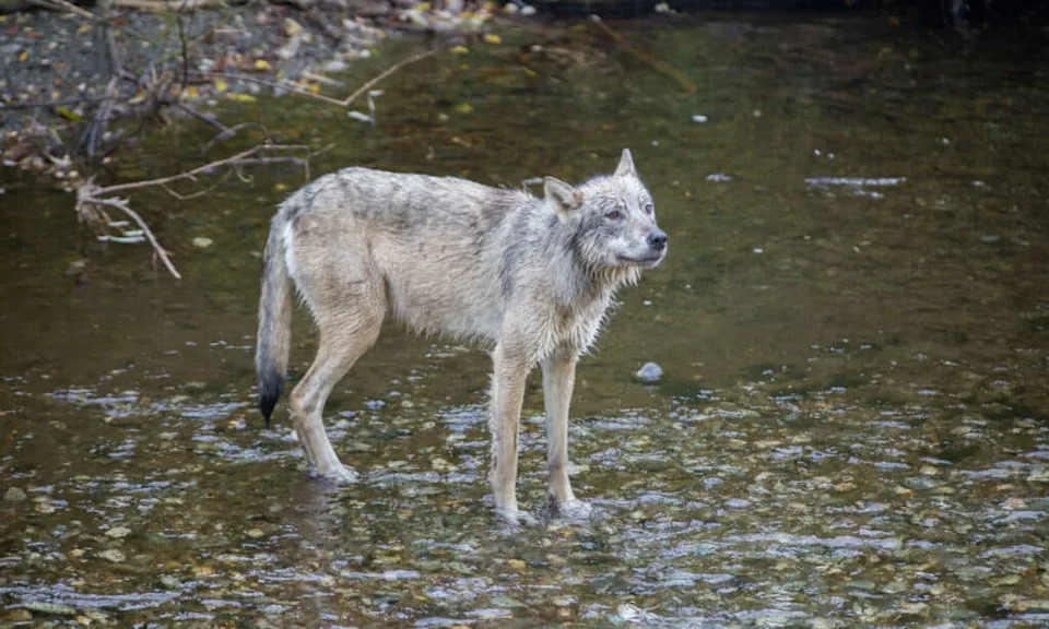 One Tug, New Thinking: Coastal Wolf’s Multi-Step Pull Suggests Tool-Like Problem Solving