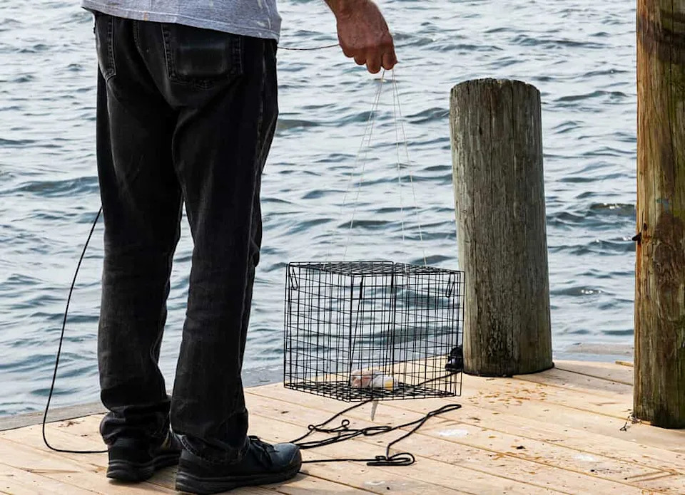 One Tug, New Thinking: Coastal Wolf’s Multi-Step Pull Suggests Tool-Like Problem Solving