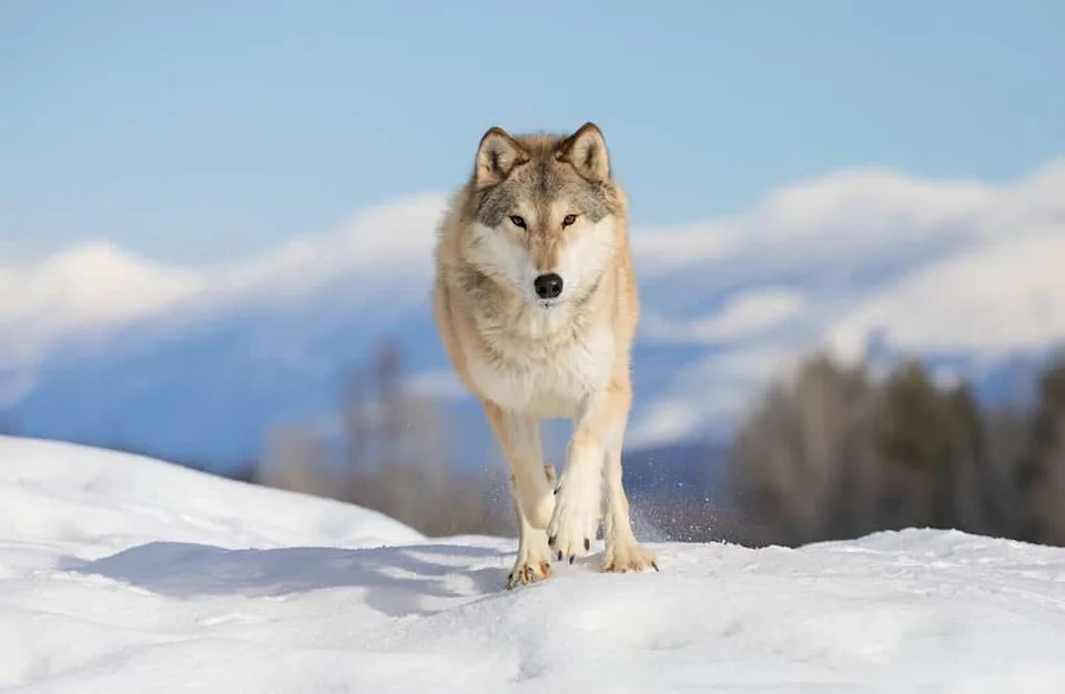 One Tug, New Thinking: Coastal Wolf’s Multi-Step Pull Suggests Tool-Like Problem Solving