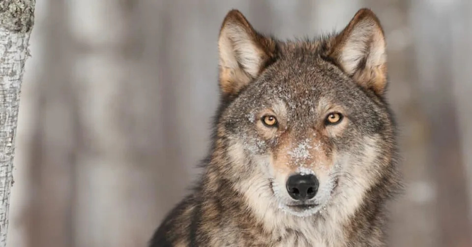 One Tug, New Thinking: Coastal Wolf’s Multi-Step Pull Suggests Tool-Like Problem Solving