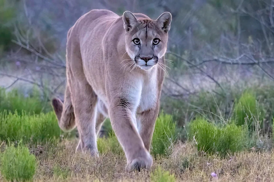 Young Mountain Lion Roams San Francisco's Pacific Heights; Authorities Locate Animal and Plan Safe Relocation