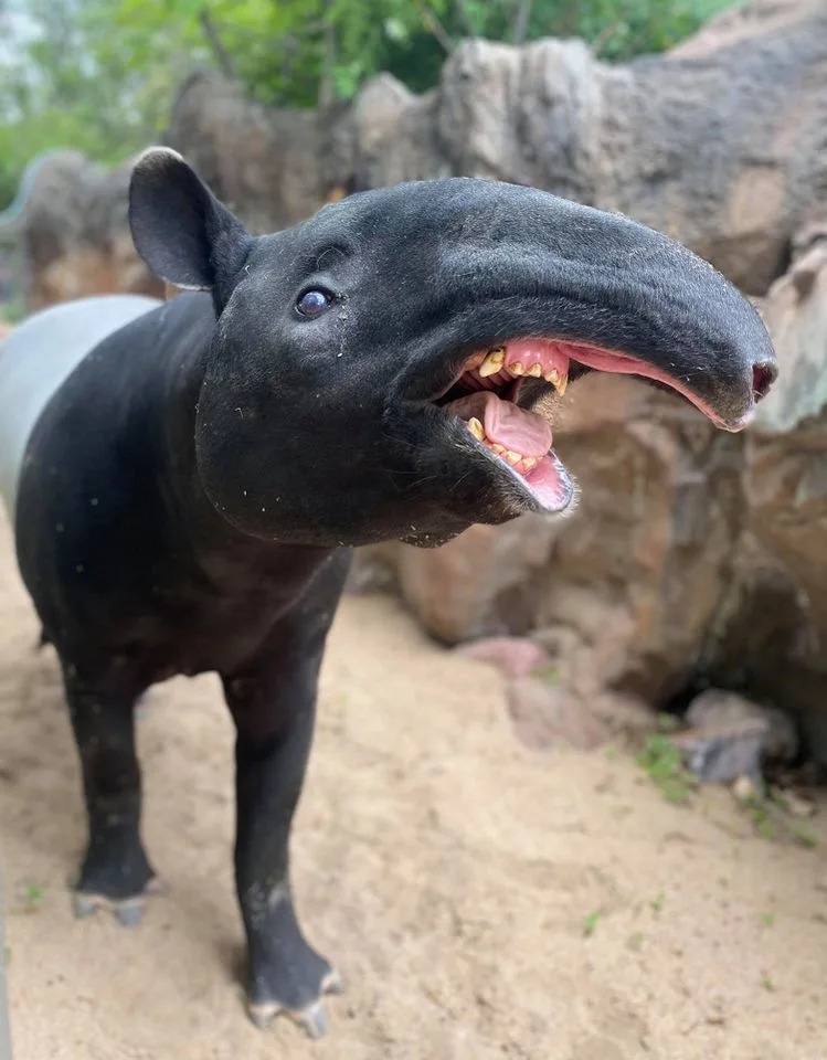 Denver Zoo Confirms Accidental Copper Overdose Killed Two Endangered Malayan Tapirs
