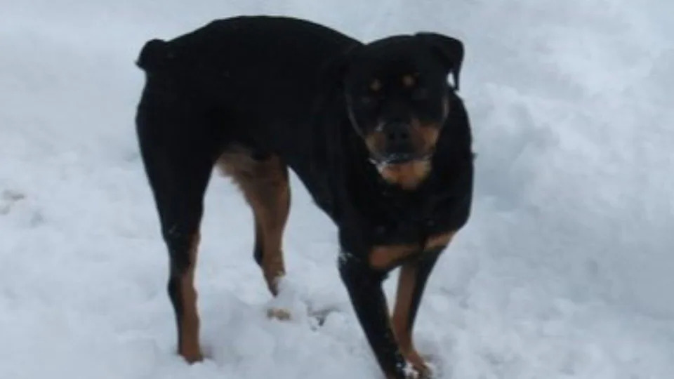 Home Surveillance Audio Helps Reopen Case: How Melissa Rocuba’s Final Moments Led to Her Husband’s Conviction