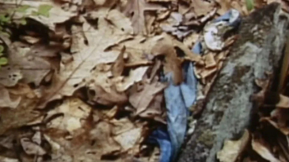 Sister Turns to TikTok as New Detective Reopens 25-Year Mystery of Molly Bish