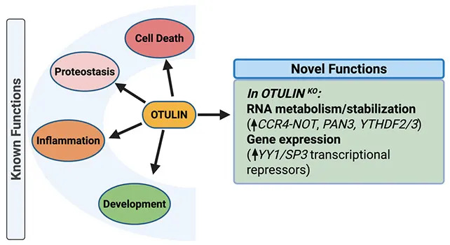 OTULIN Identified as a Master Switch for Tau: A New Pathway in Alzheimer’s Research