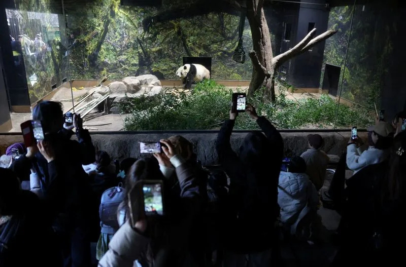 Japan Loses Resident Pandas As Ueno-Born Twins Xiao Xiao And Lei Lei Return To China Amid Strained Ties