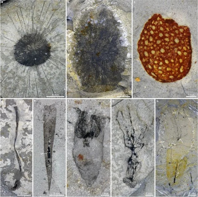 Huayuan Fossil Site Reveals Rapid Ecosystem Recovery After Major Cambrian Extinction