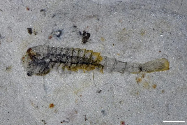 Huayuan Fossil Site Reveals Rapid Ecosystem Recovery After Major Cambrian Extinction