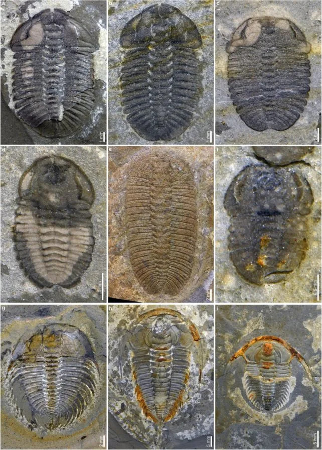 Huayuan Fossil Site Reveals Rapid Ecosystem Recovery After Major Cambrian Extinction