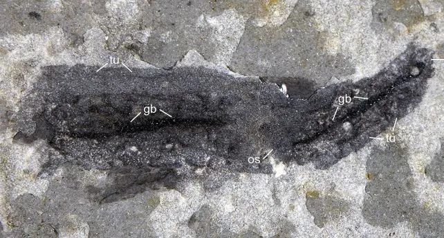 Huayuan Fossil Site Reveals Rapid Ecosystem Recovery After Major Cambrian Extinction