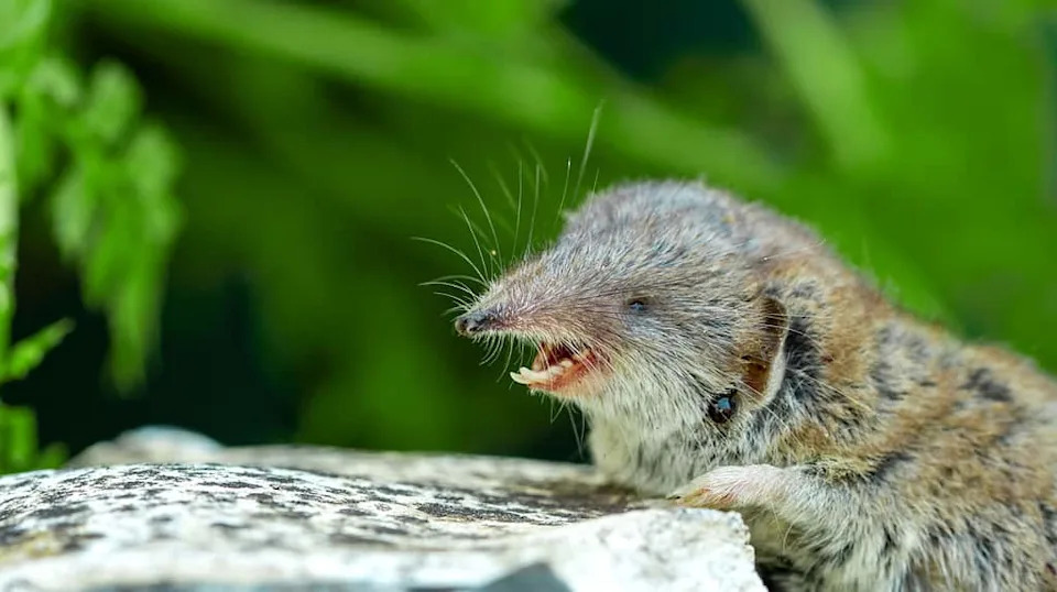 Sugar-Cube-Sized Shrew Discovered in Ethiopian Highlands: Crocidura stanleyi Weighs Just 3 Grams