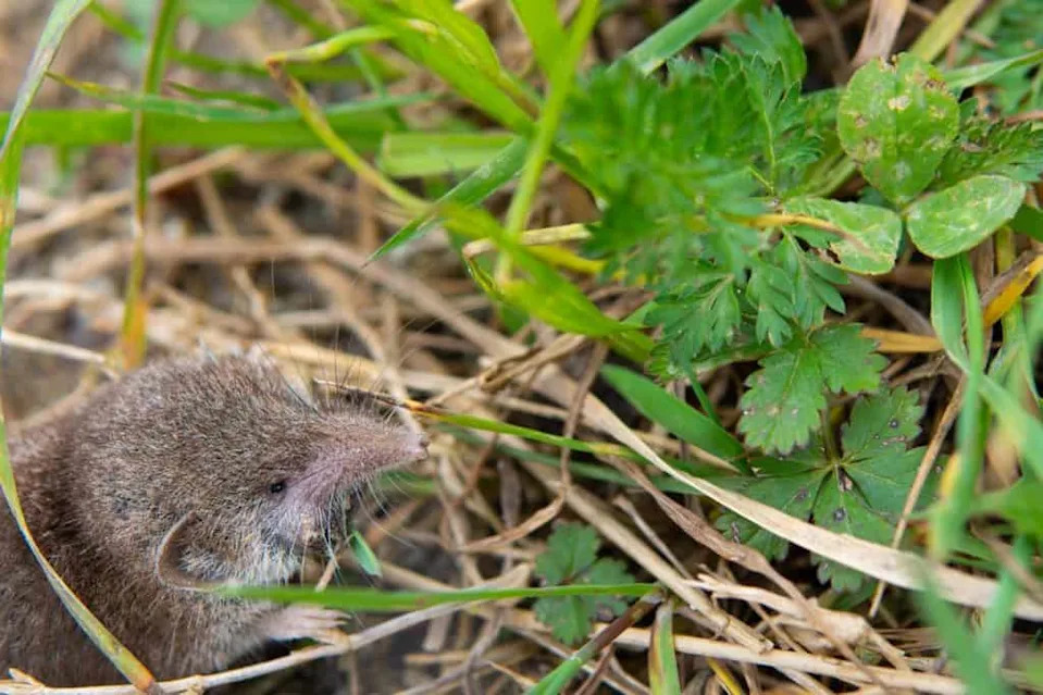 Sugar-Cube-Sized Shrew Discovered in Ethiopian Highlands: Crocidura stanleyi Weighs Just 3 Grams