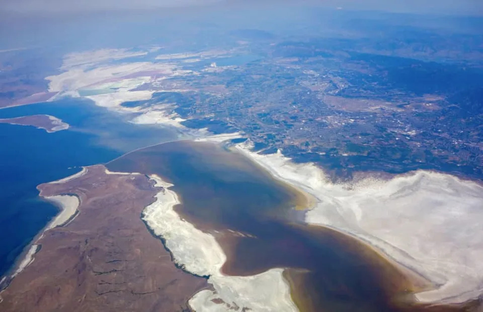 Tiny Survivor in a Salt Sea: New Nematode Discovered in Utah’s Great Salt Lake